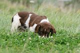 SPRINGER SPANIEL 060